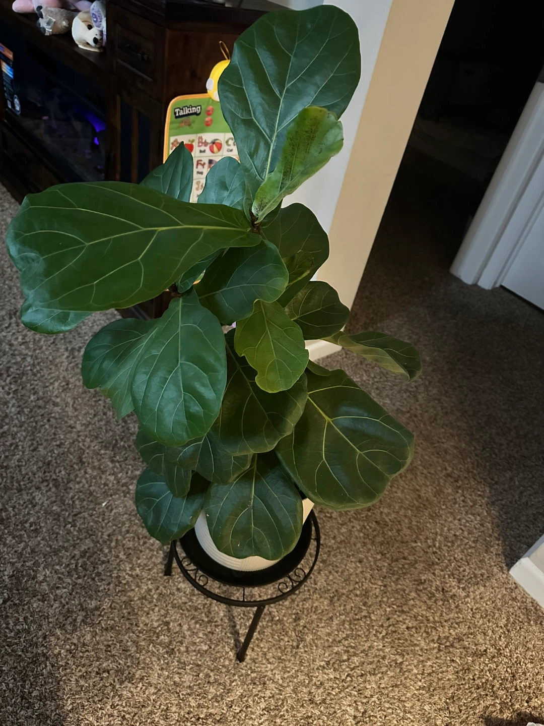 Fiddle Leaf Fig Plant in White Pot base tray - photo 2