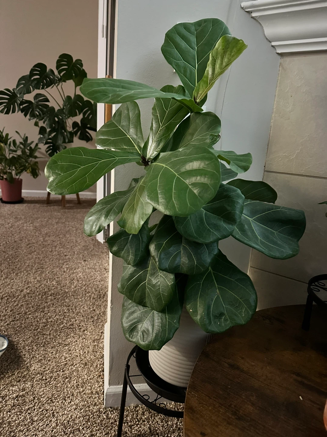Fiddle Leaf Fig Plant in White Pot base tray