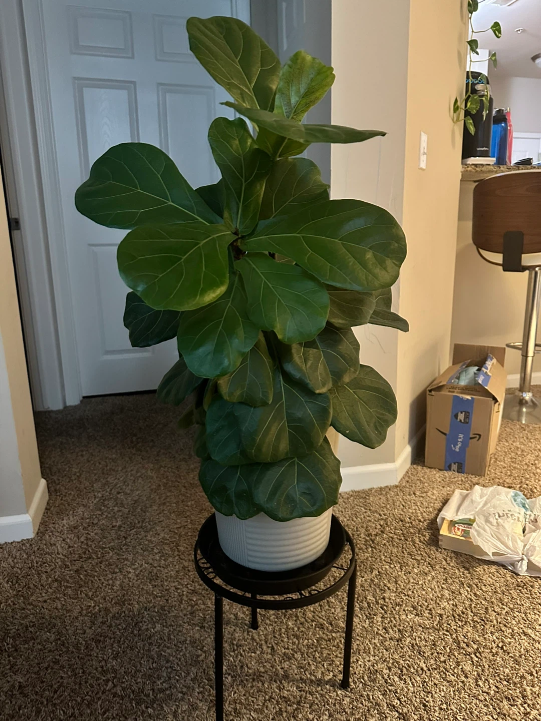Fiddle Leaf Fig Plant in White Pot base tray - photo 4