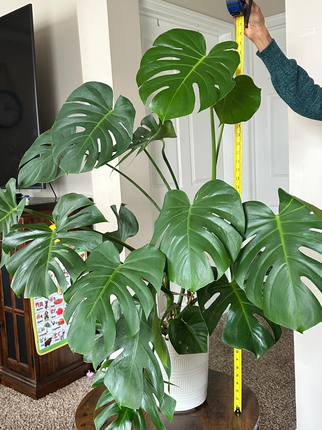 Large Monstera Deliciosa Houseplant
