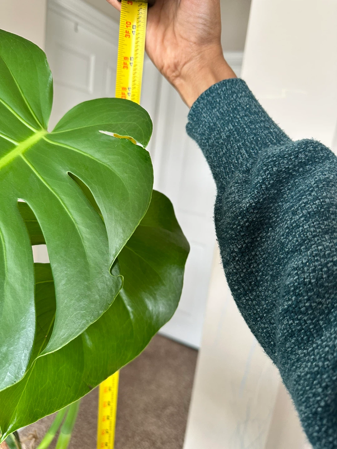 Large Monstera Deliciosa Houseplant - photo 2