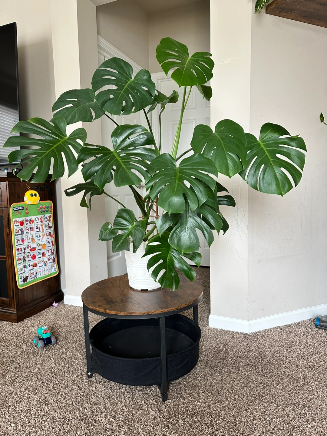 Large Monstera Deliciosa Houseplant - photo 5