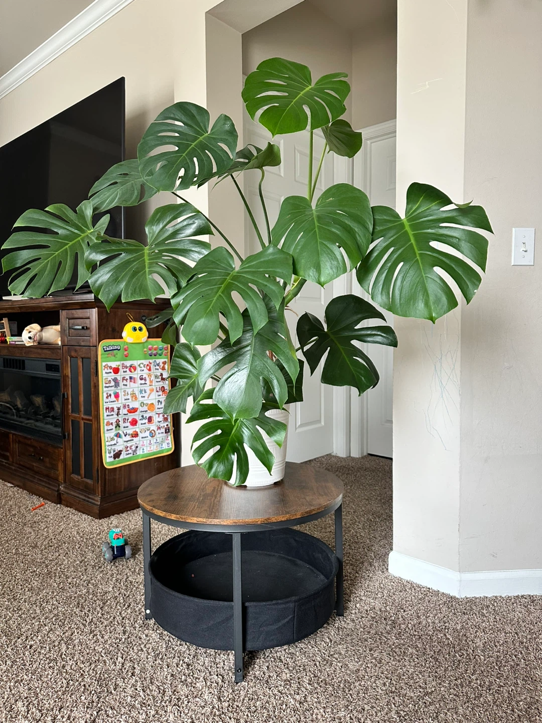 Large Monstera Deliciosa Houseplant - photo 3