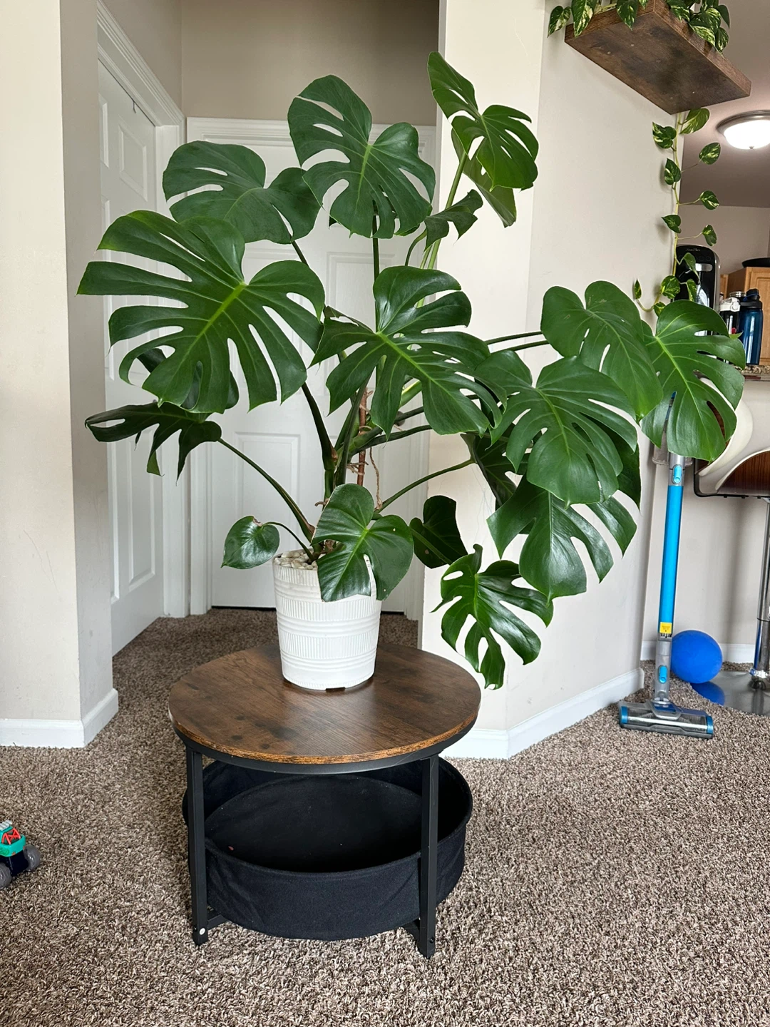 Large Monstera Deliciosa Houseplant - photo 4