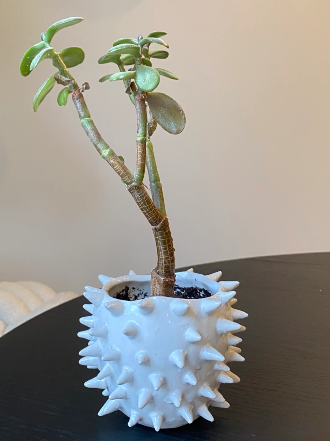 Unique Spiky Ceramic Planter Pot