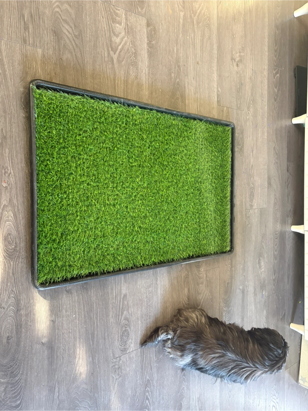 Artificial Grass Pet Potty Pad Tray - photo 2