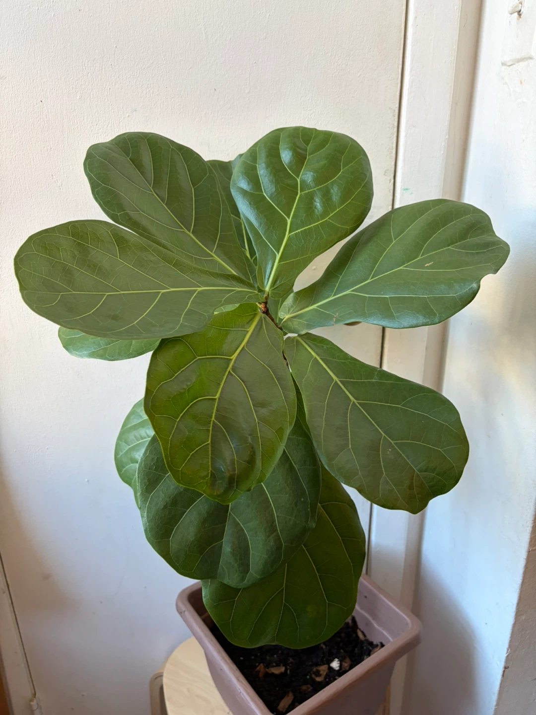 Ficus Lyrata - photo 5