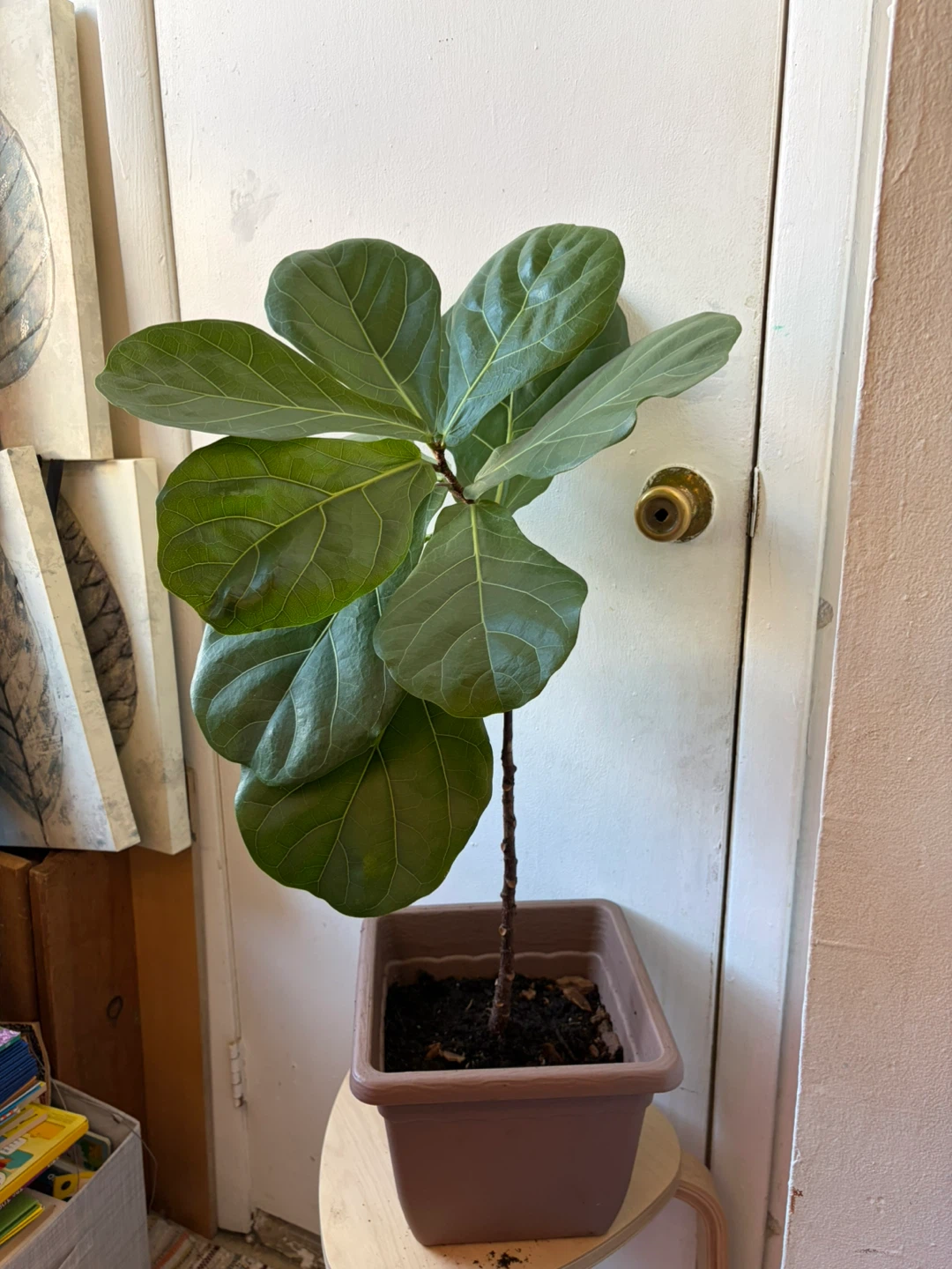 Ficus Lyrata