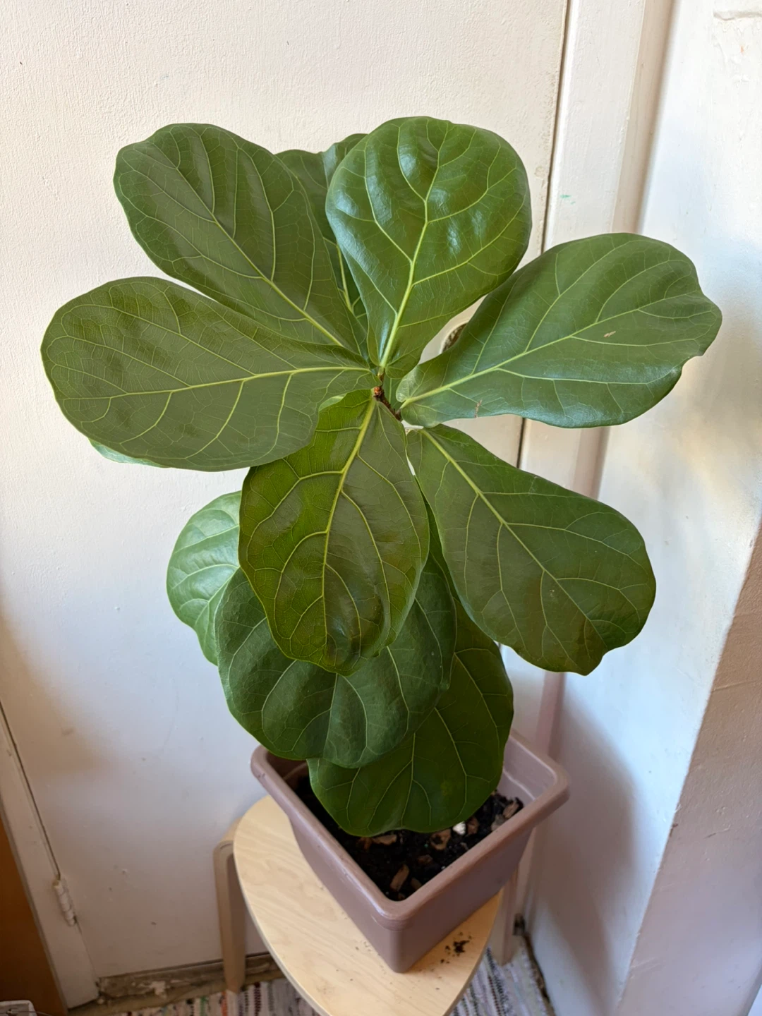 Ficus Lyrata - photo 3