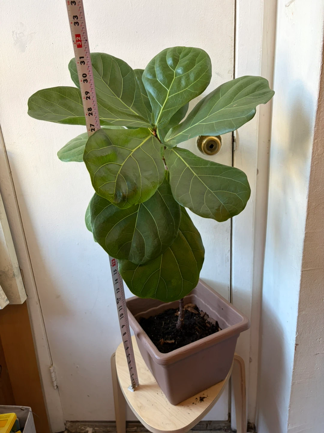 Ficus Lyrata - photo 2