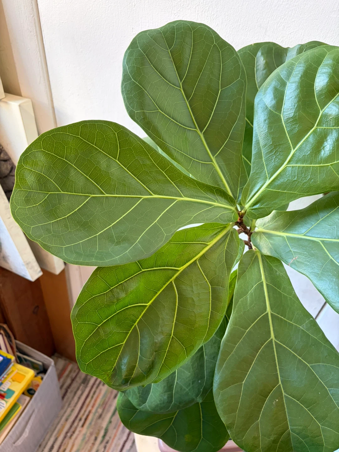 Ficus Lyrata - photo 4