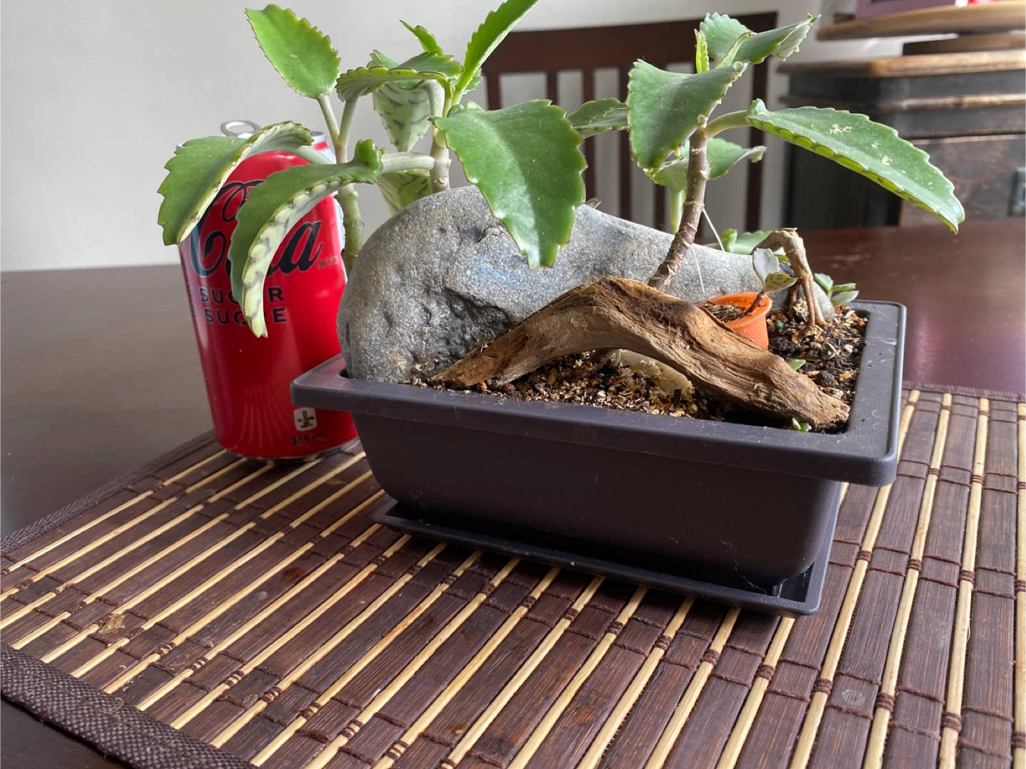 Decorative Succulent Arrangement in Square Pot - photo 3