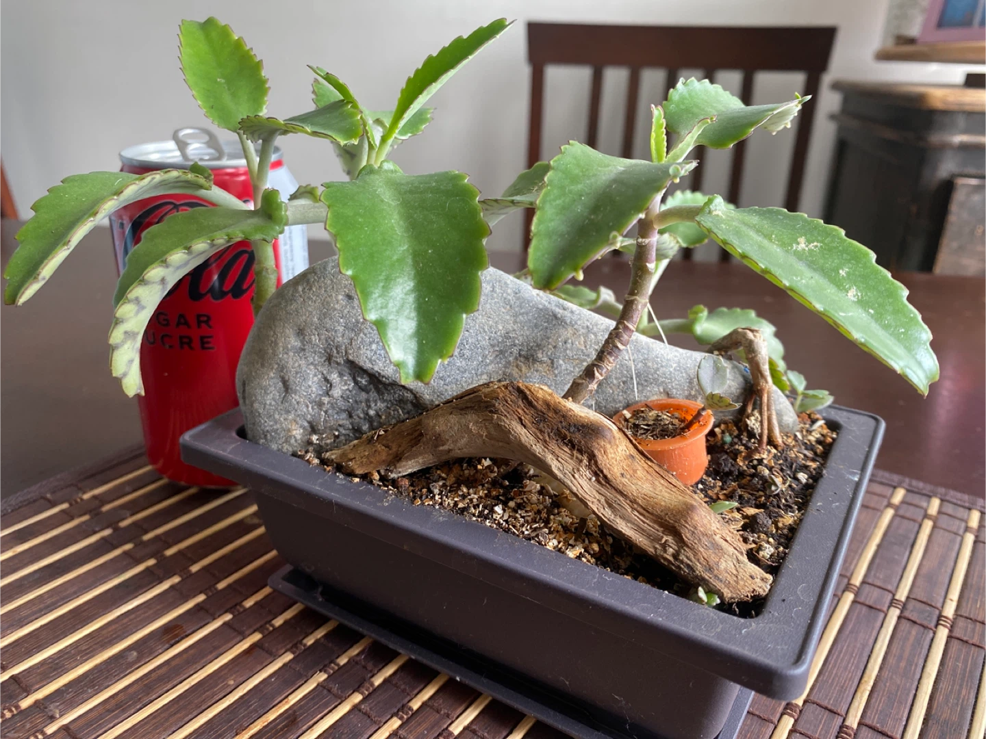 Decorative Succulent Arrangement in Square Pot - photo 4