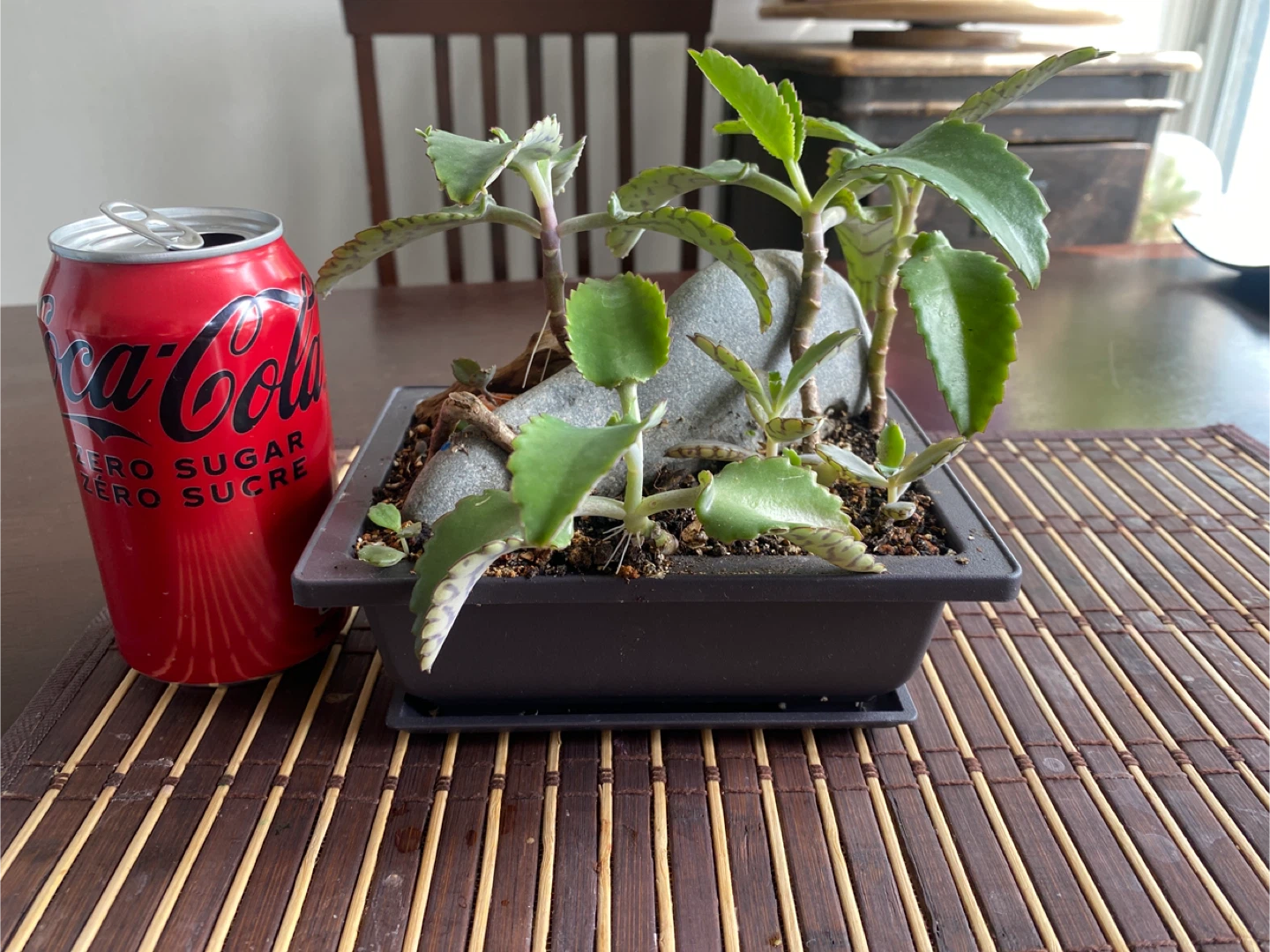 Decorative Succulent Arrangement in Square Pot