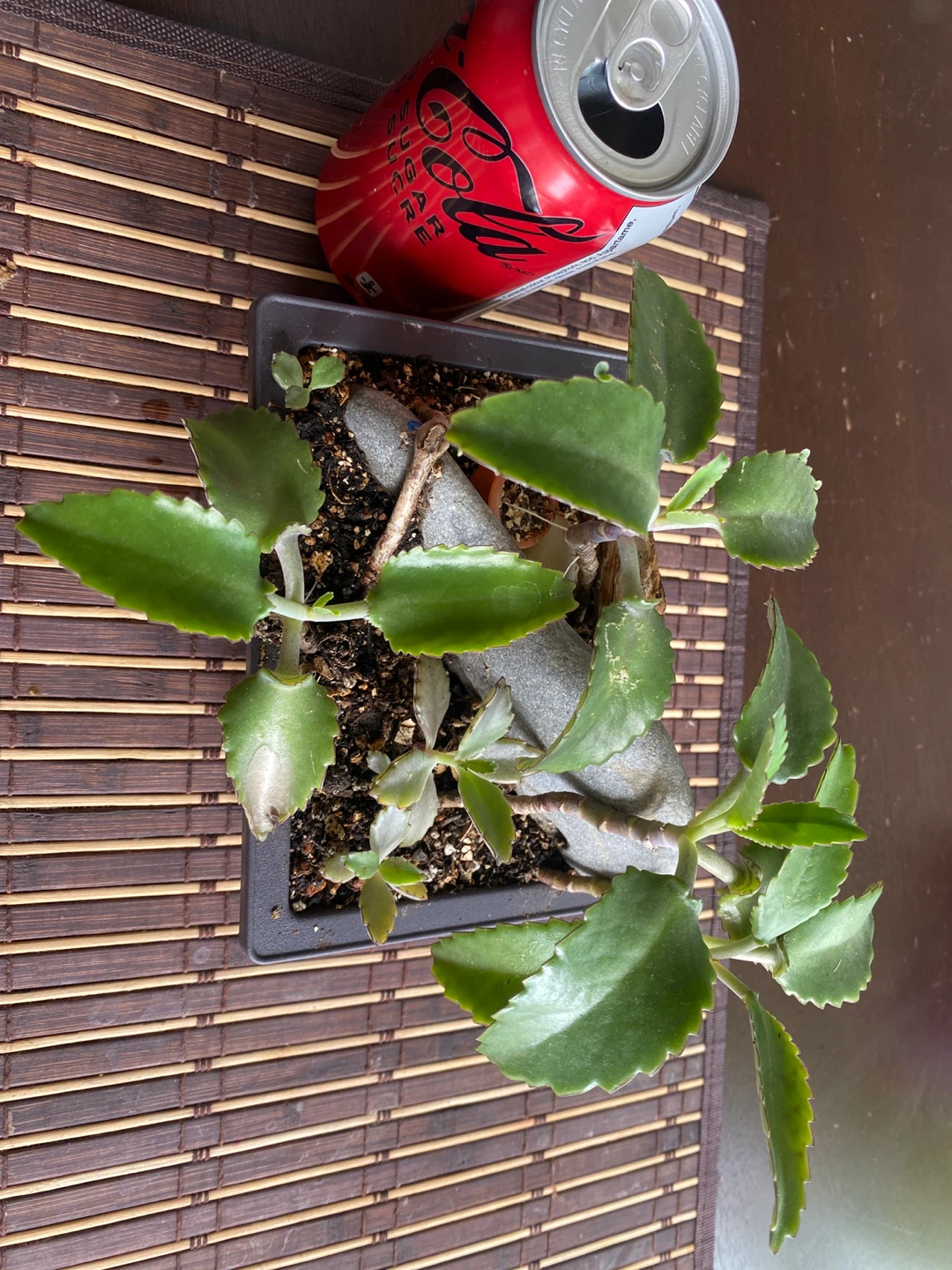 Decorative Succulent Arrangement in Square Pot - photo 2