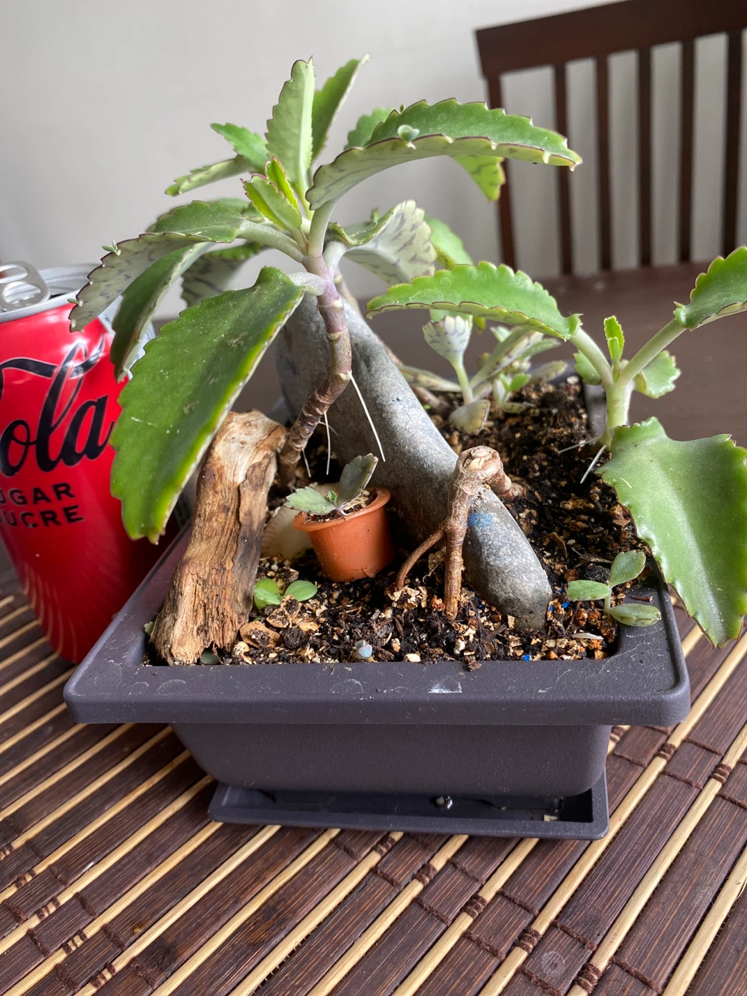 Decorative Succulent Arrangement in Square Pot - photo 5