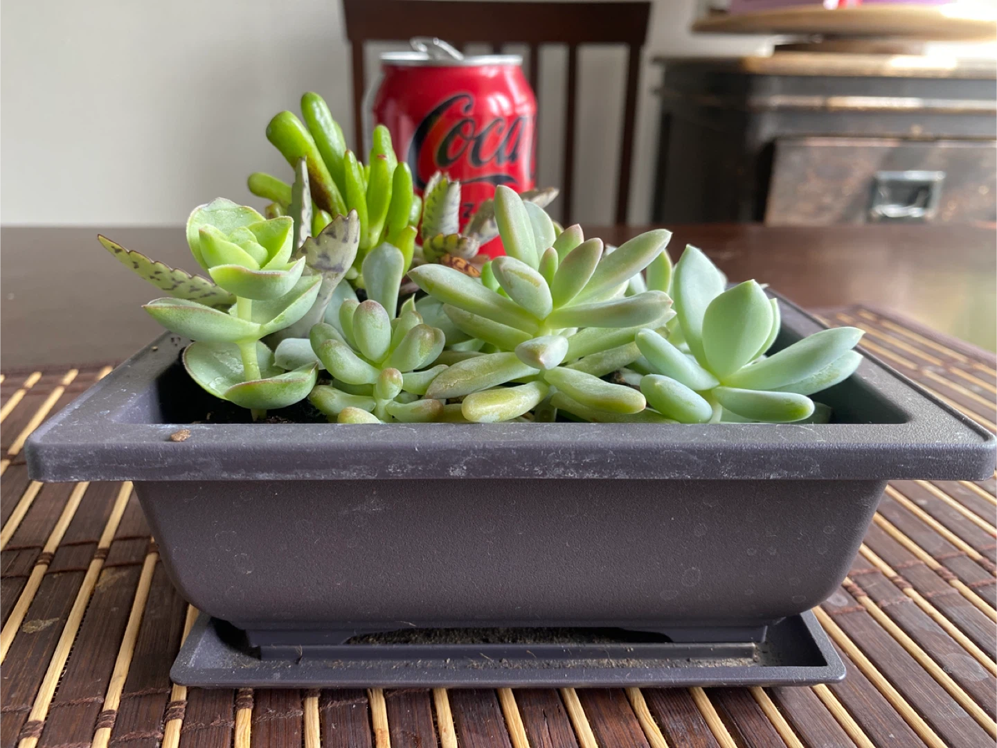 Mixed Succulent Arrangement in Black Pot - photo 4