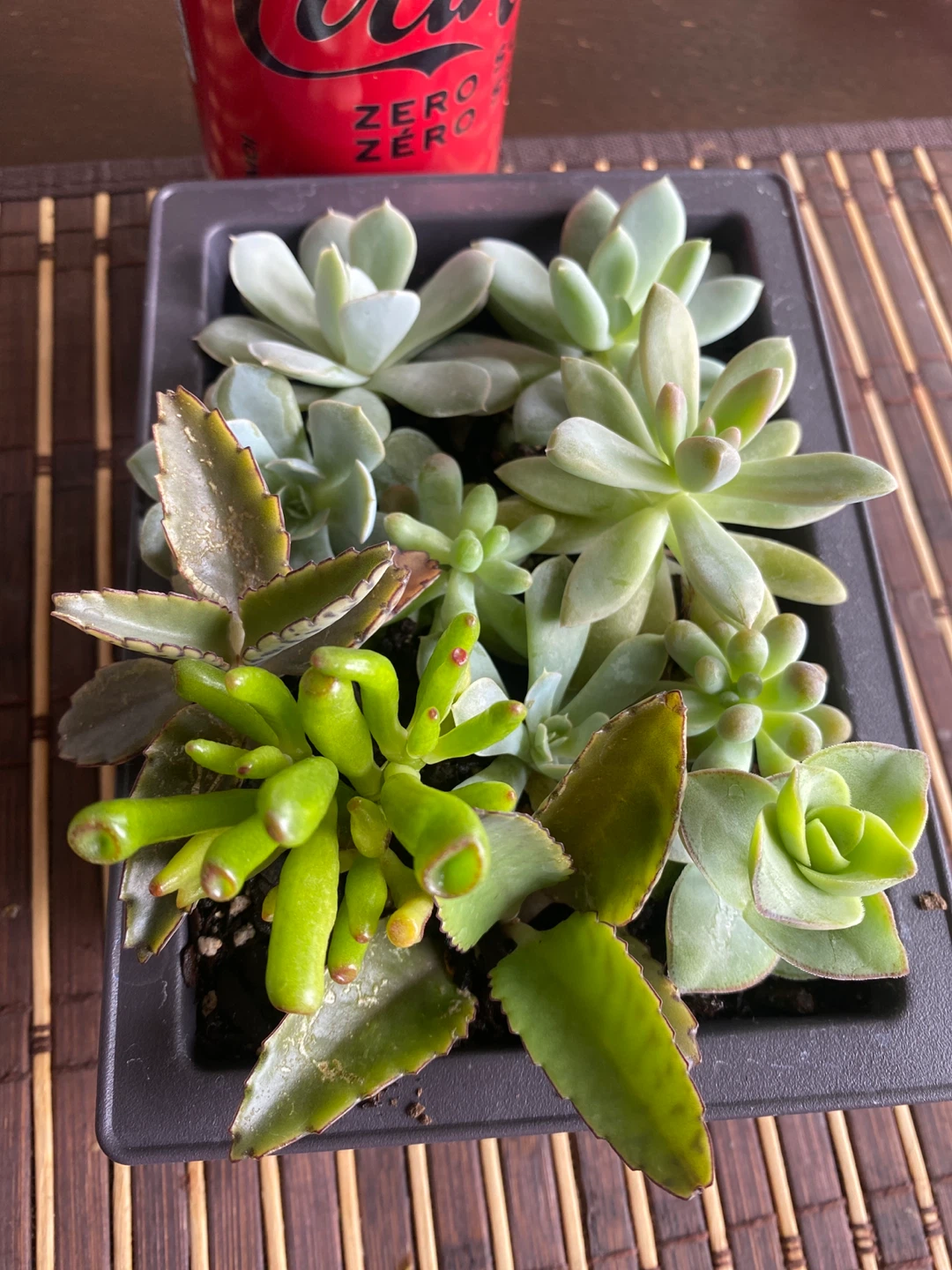 Mixed Succulent Arrangement in Black Pot - photo 3