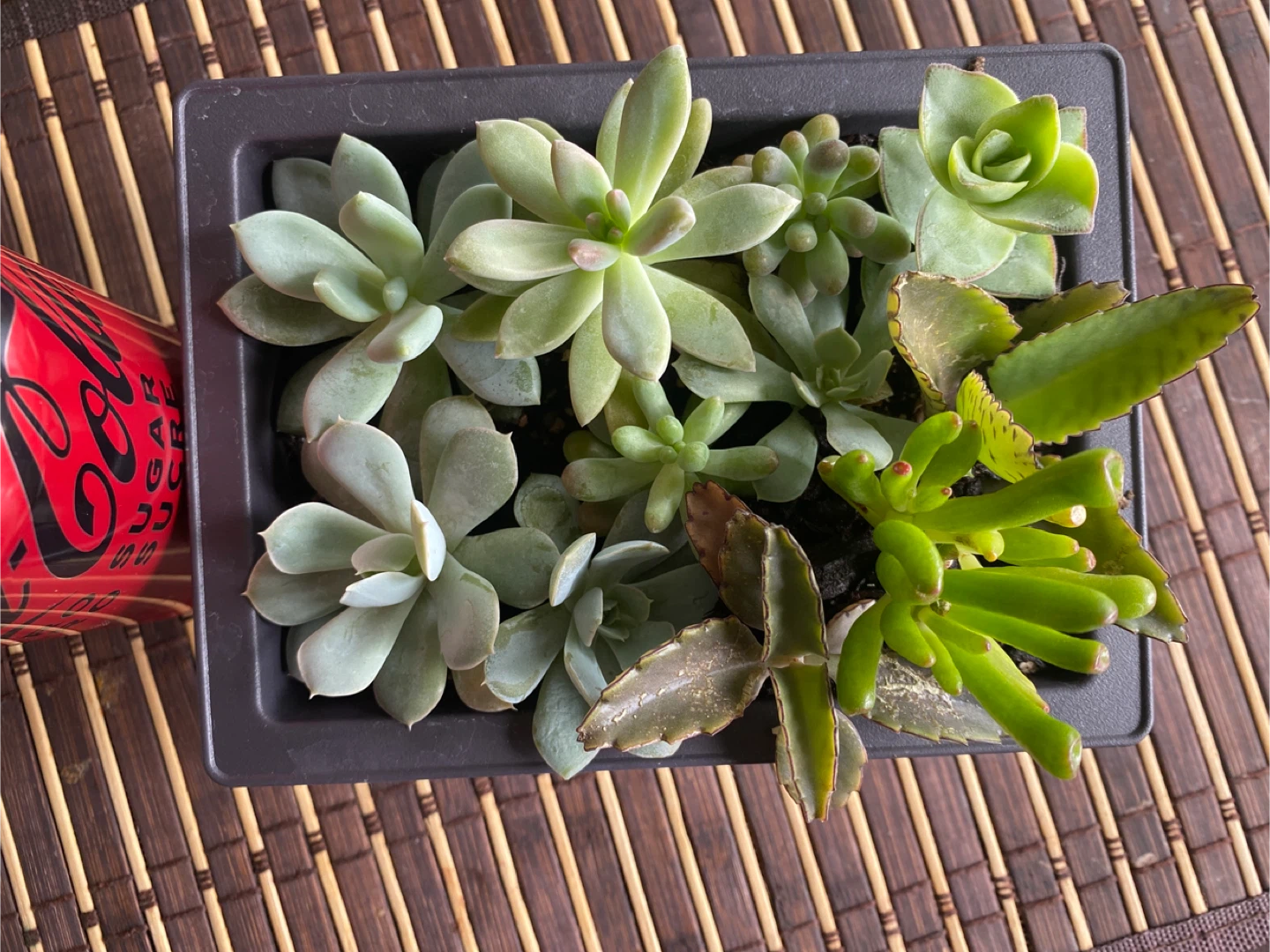 Mixed Succulent Arrangement in Black Pot