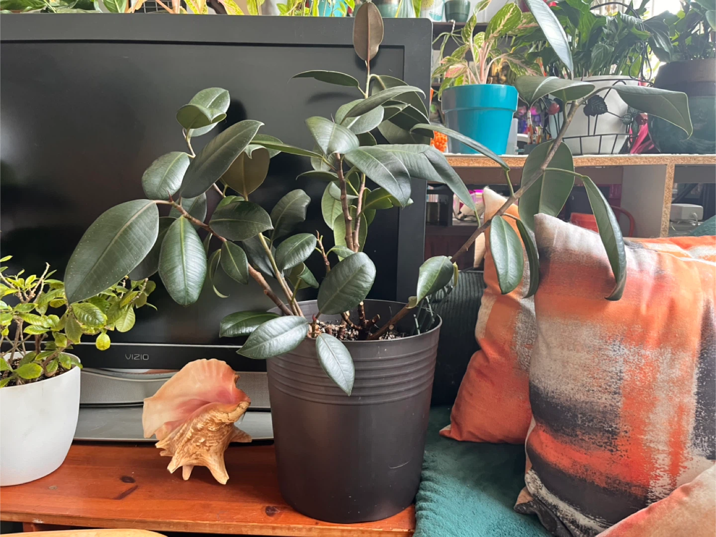 28” Big Rubber plant