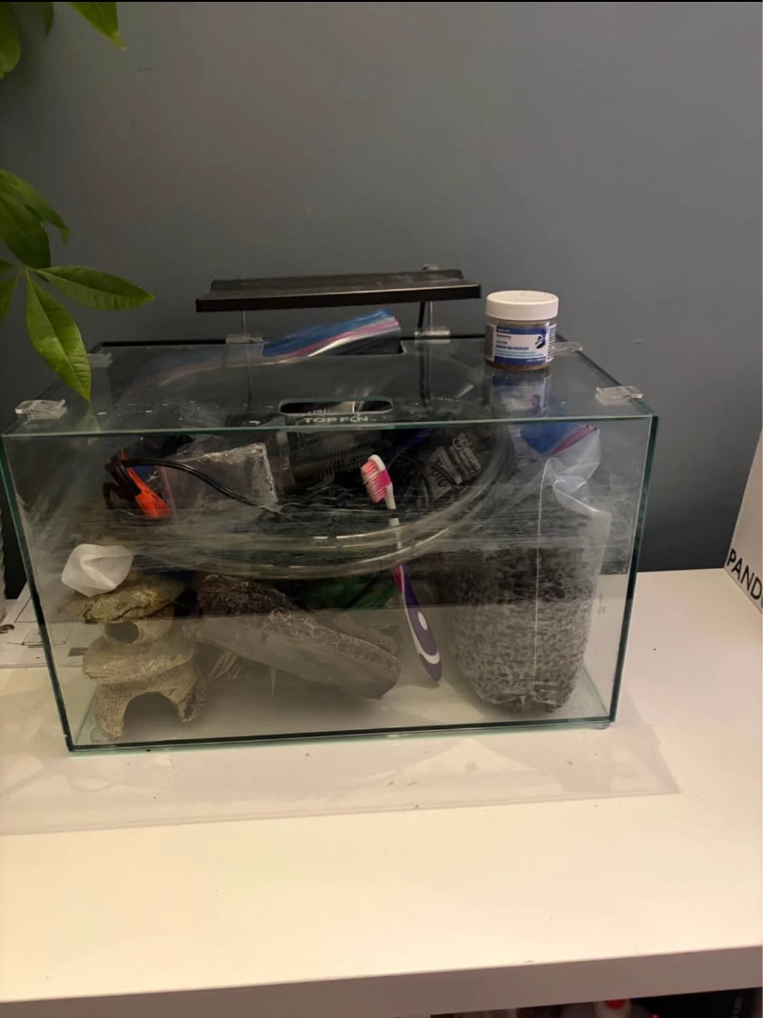 Top fin shrimp & plant aquarium (5 gallon tank) - photo 2