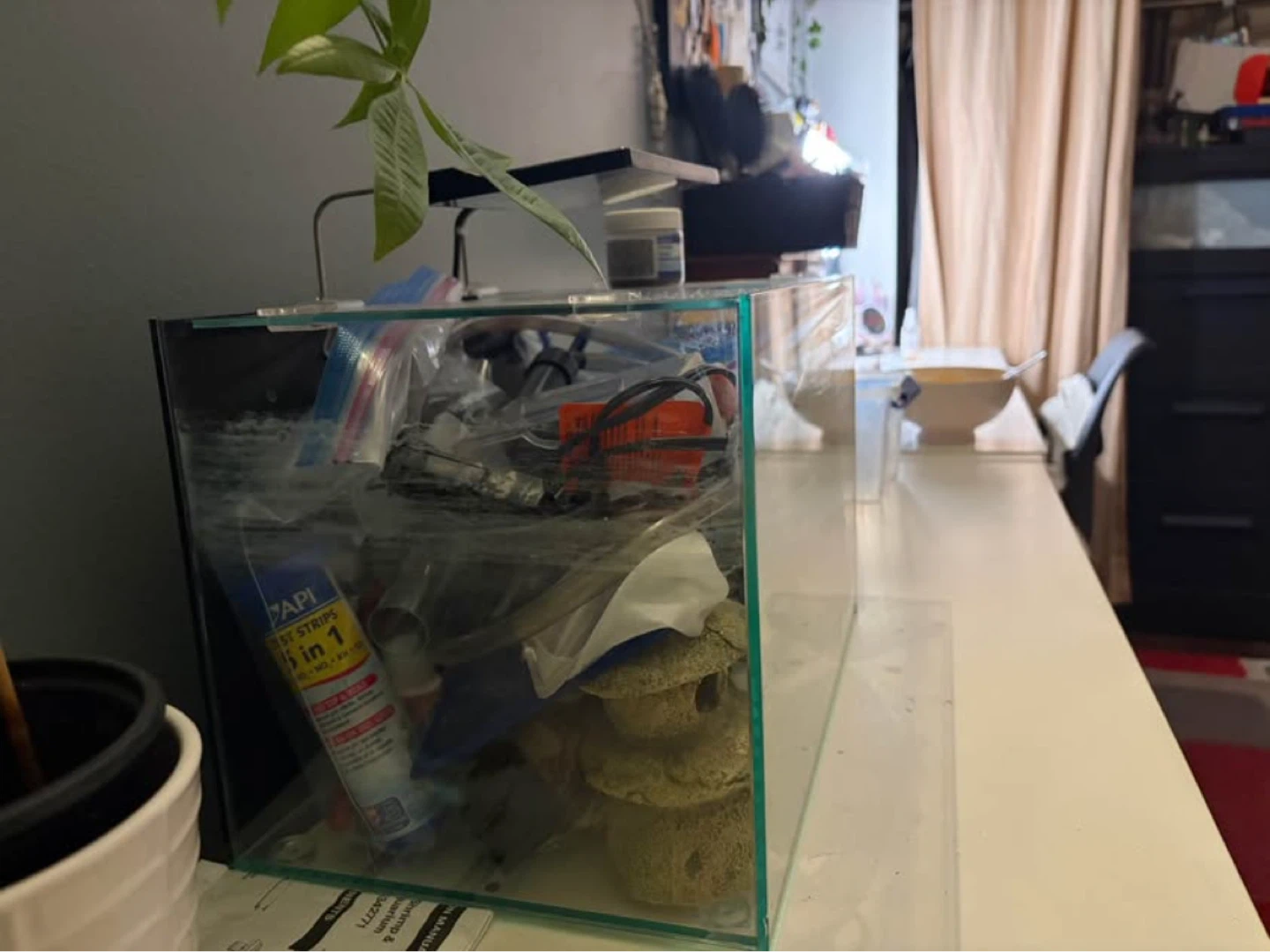 Top fin shrimp & plant aquarium (5 gallon tank) - photo 3