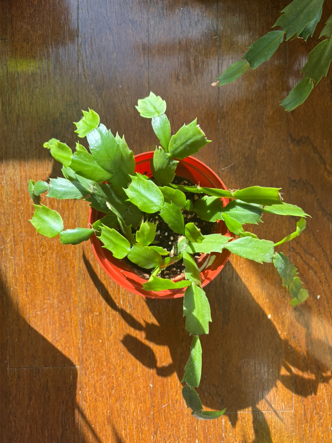Zygocactus Plant in Orange Pot 🥕