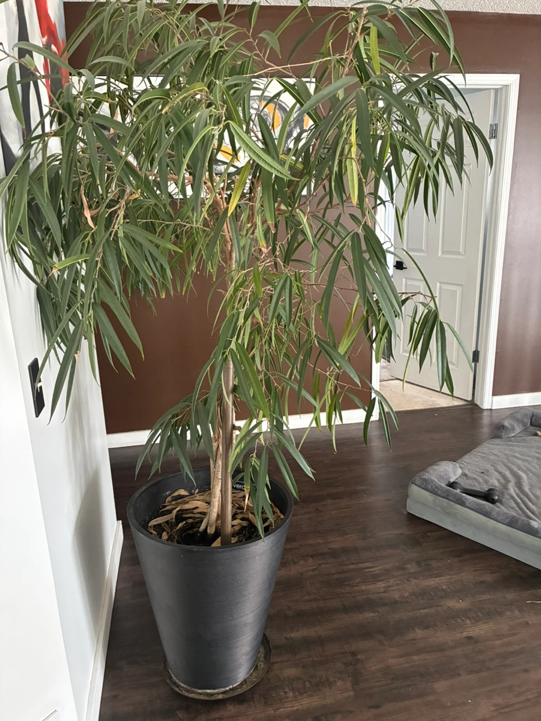 Large Ficus Tree in Black Pot
