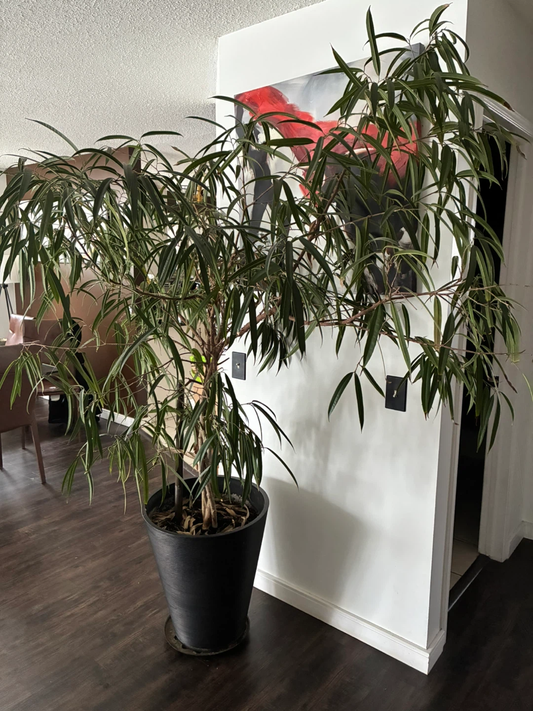 Large Ficus Tree in Black Pot - photo 3