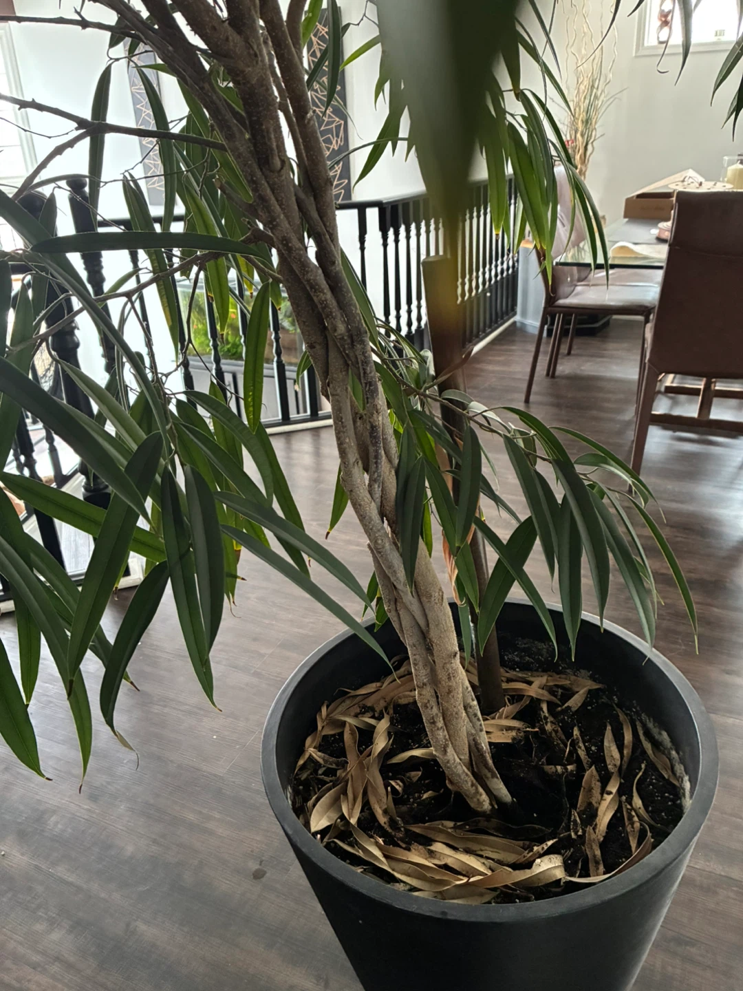 Large Ficus Tree in Black Pot - photo 2