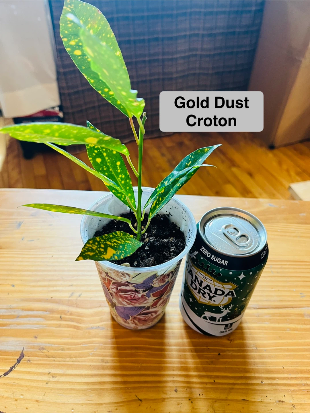 PLANT SALE: Raindrop, Croton, Tradescantia, Spider - photo 4