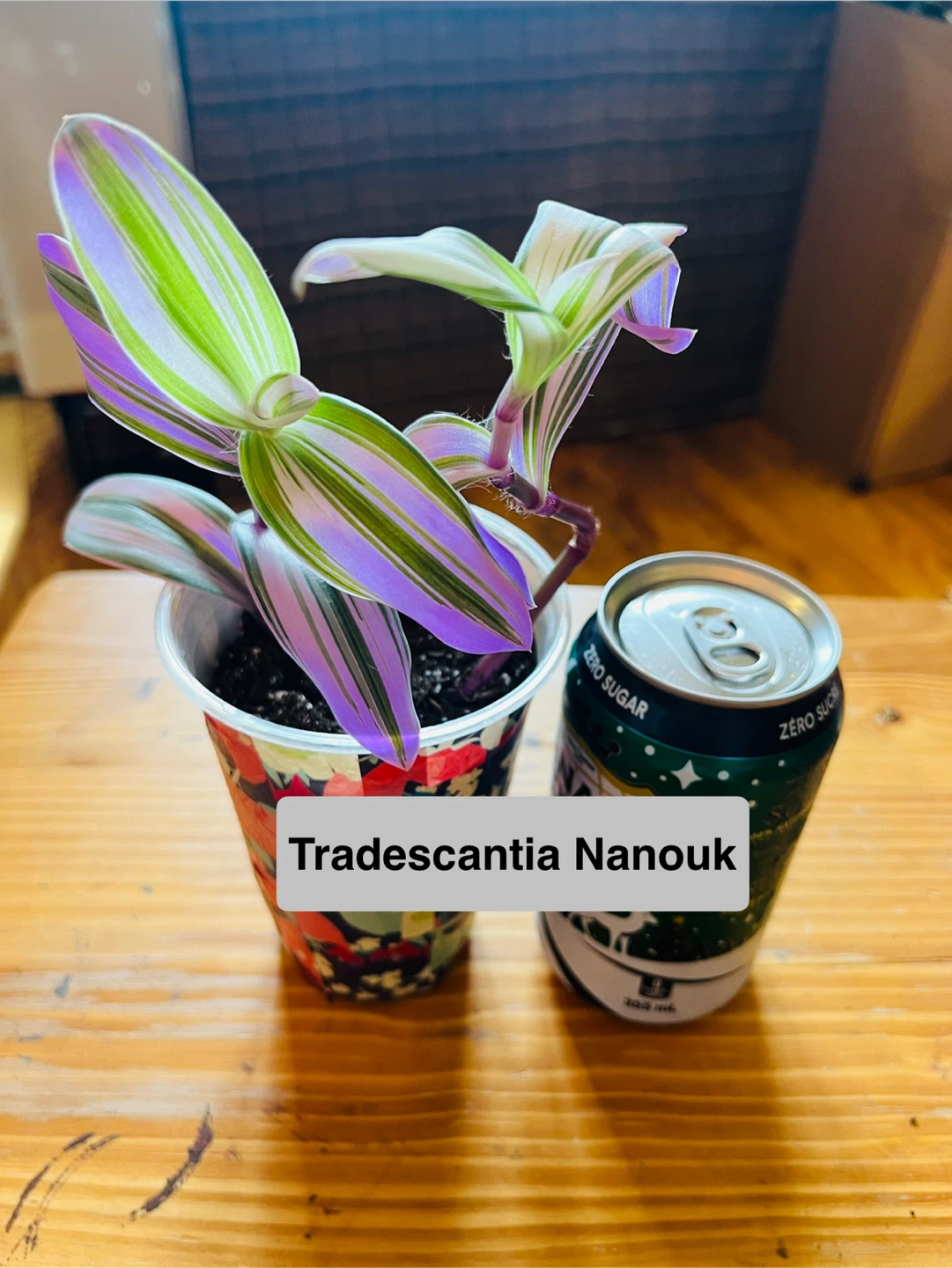 PLANT SALE: Raindrop, Croton, Tradescantia, Spider - photo 3
