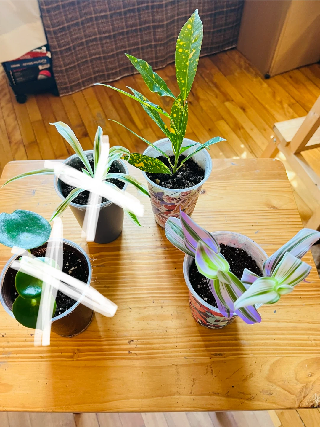 PLANT SALE: Raindrop, Croton, Tradescantia, Spider - photo 2