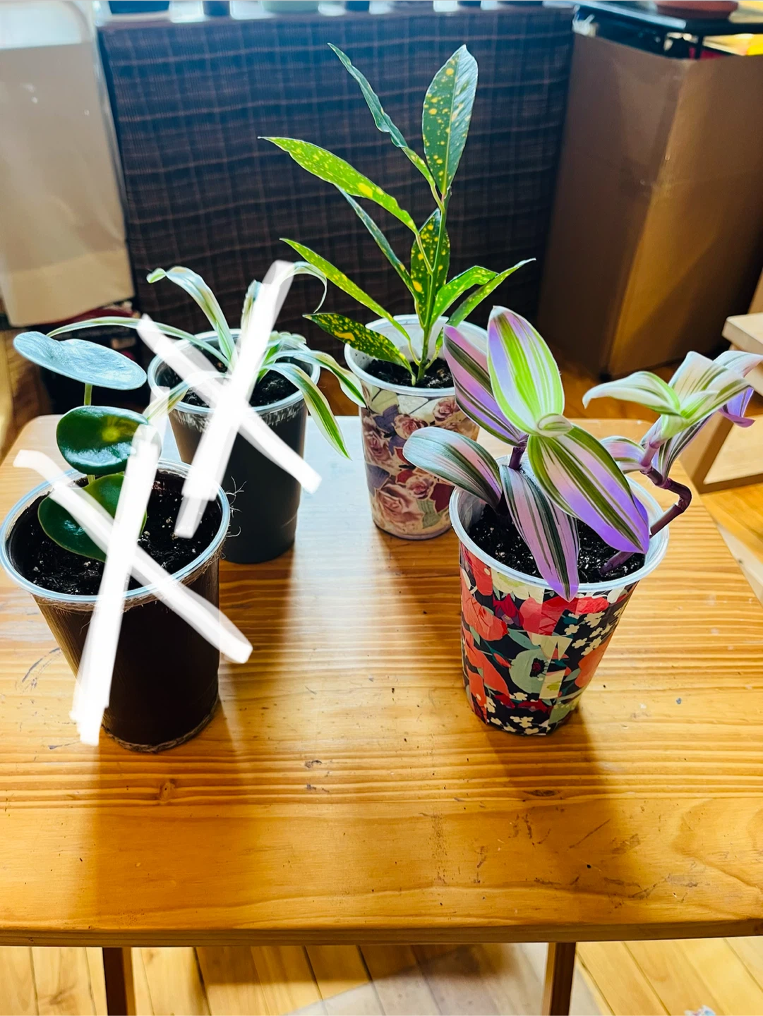 PLANT SALE: Raindrop, Croton, Tradescantia, Spider