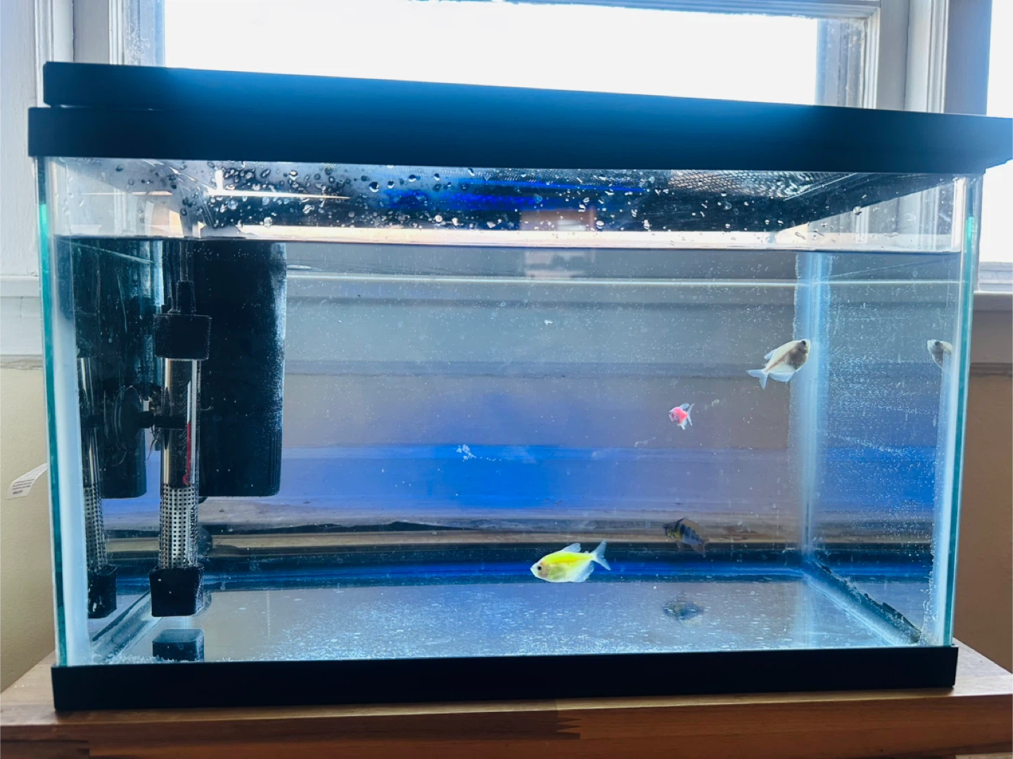 Glass Aquarium Fish Tank with Filter and Heater - photo 4