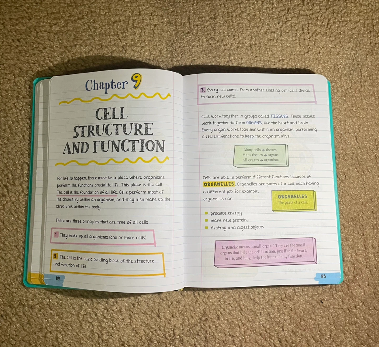 Everything you need to know about biology notebook - photo 4