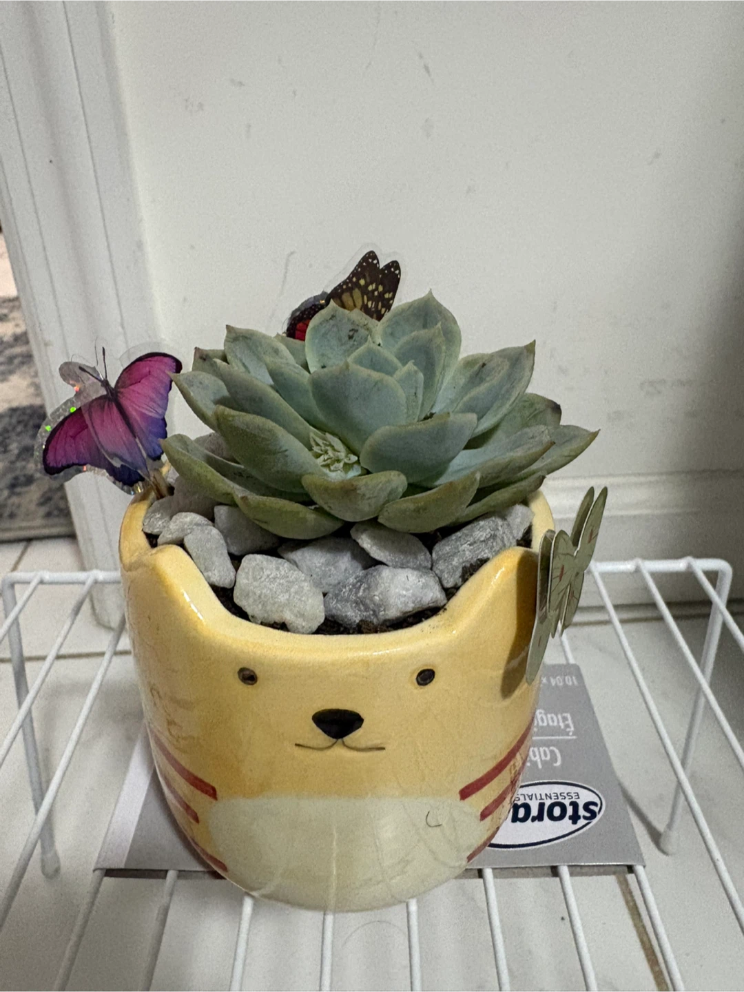 Cute Animal Succulent Planters with Butterfly Decorations