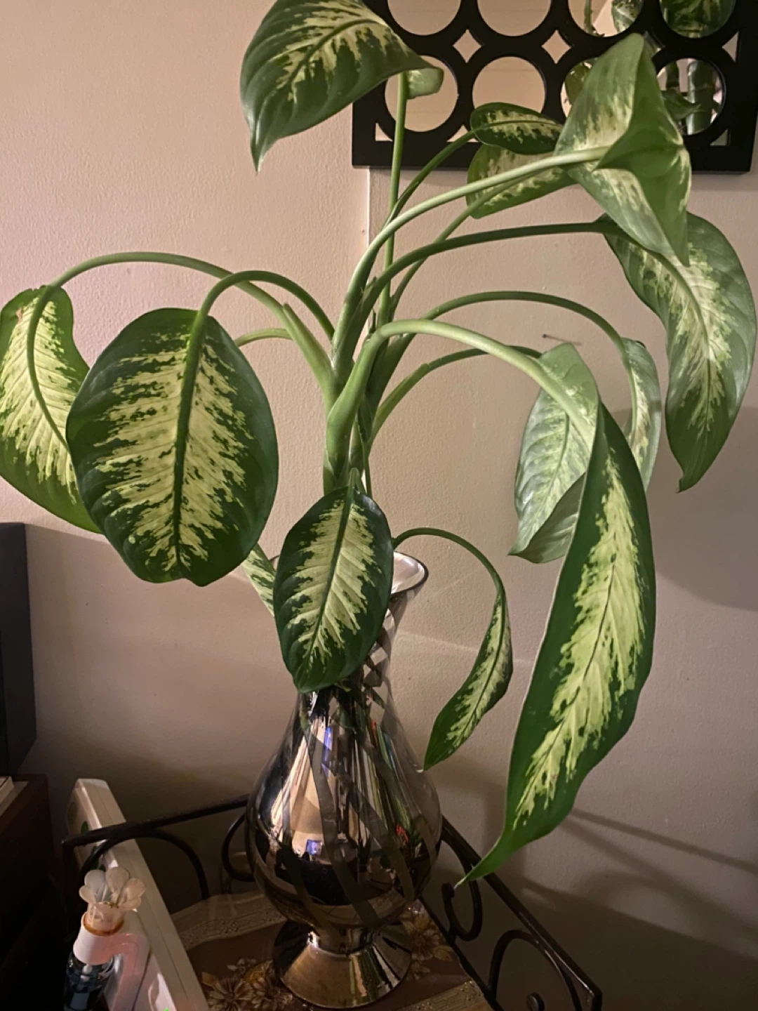 Dieffenbachia Houseplant in Silver Vase