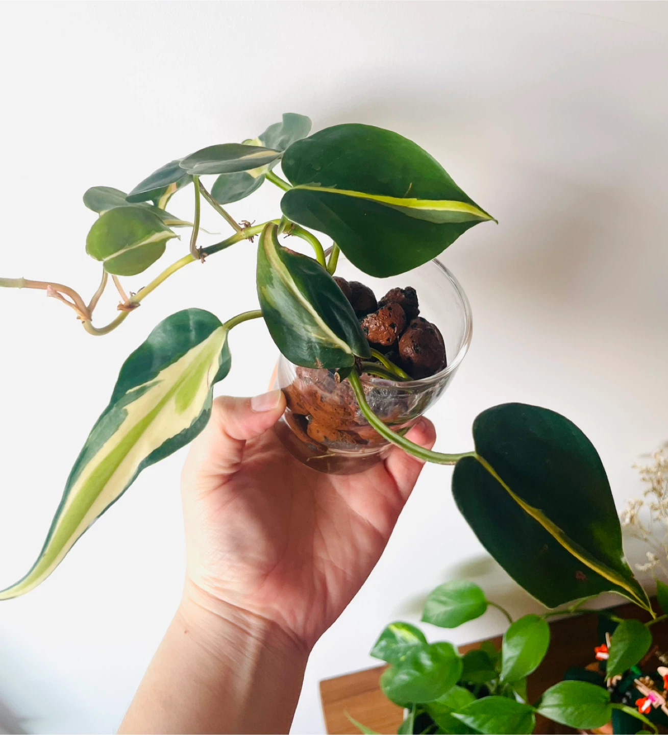 Philodendron Cream Splash in LECA - Healthy Variegated Plan - photo 2