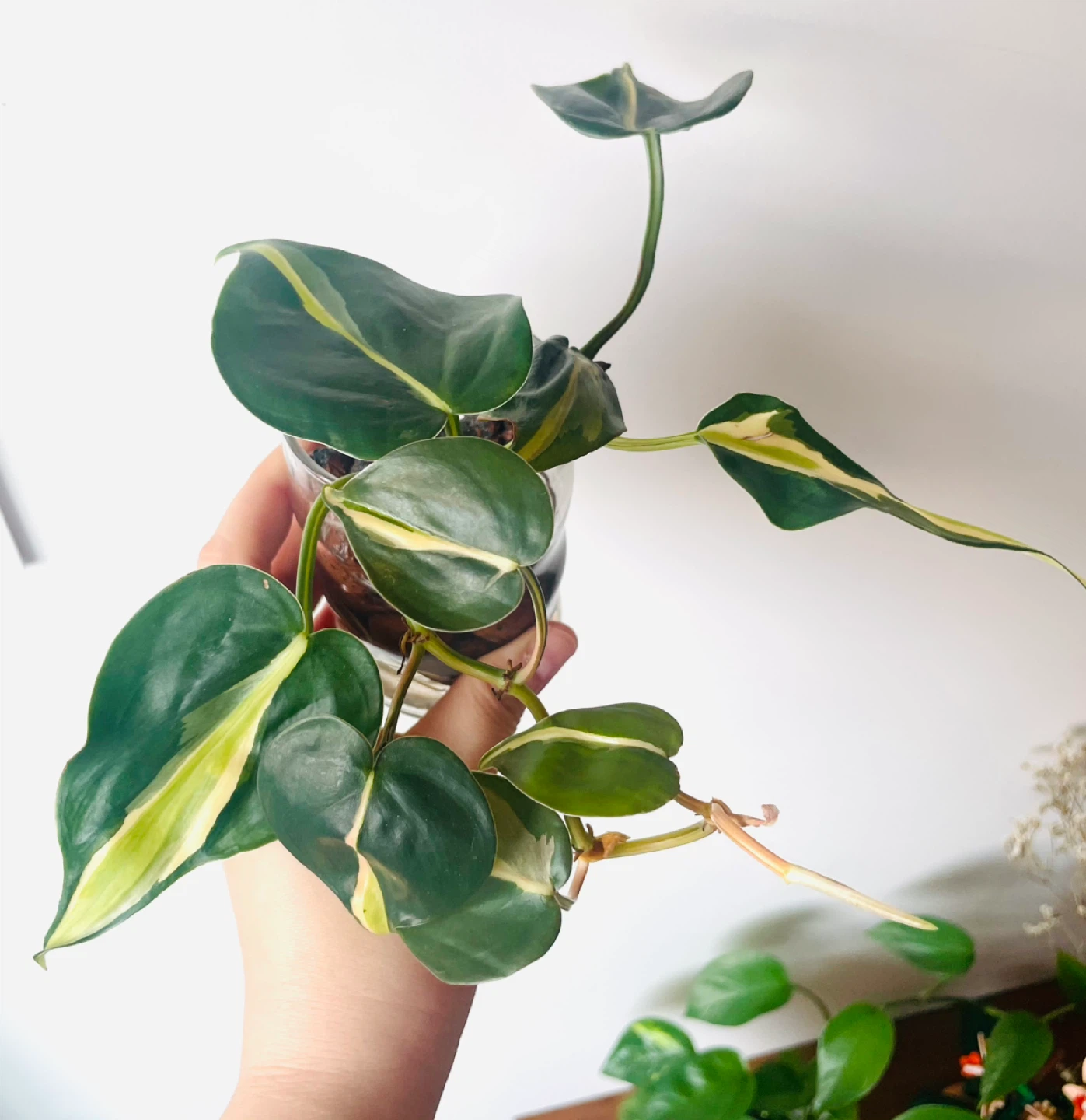 Philodendron Cream Splash in LECA - Healthy Variegated Plan