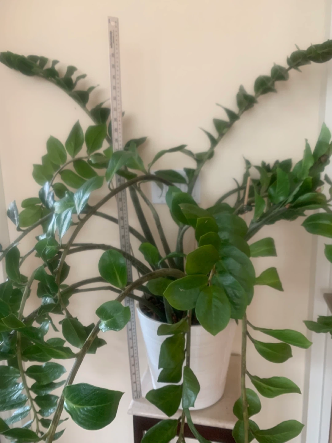 Beautiful ZZ Plant in White Ceramic Pot - 22 years old - photo 3