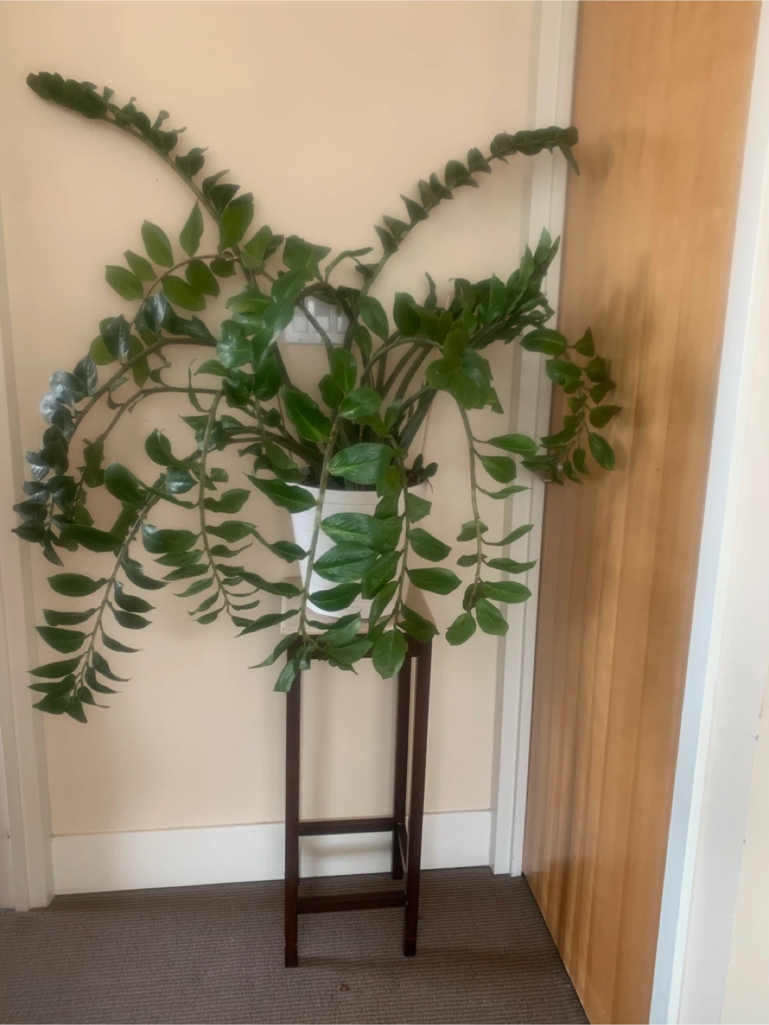Beautiful ZZ Plant in White Ceramic Pot - 22 years old