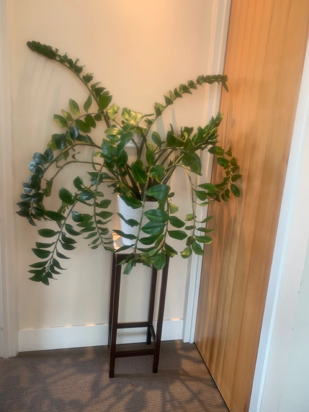 Beautiful ZZ Plant in White Ceramic Pot - 22 years old - photo 2
