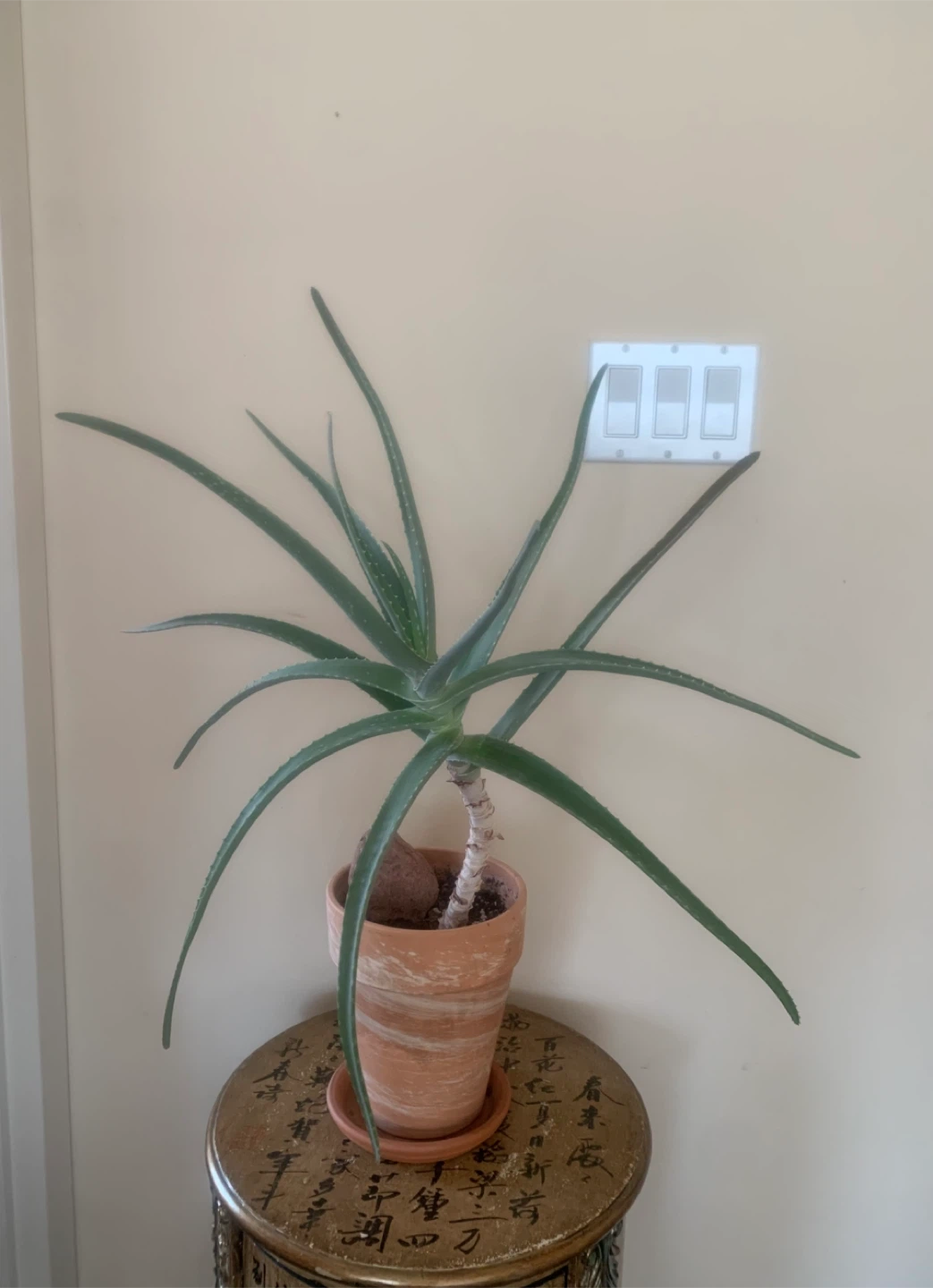 Striking Aloe Vera Plant in terra cotta pot - 15 years old