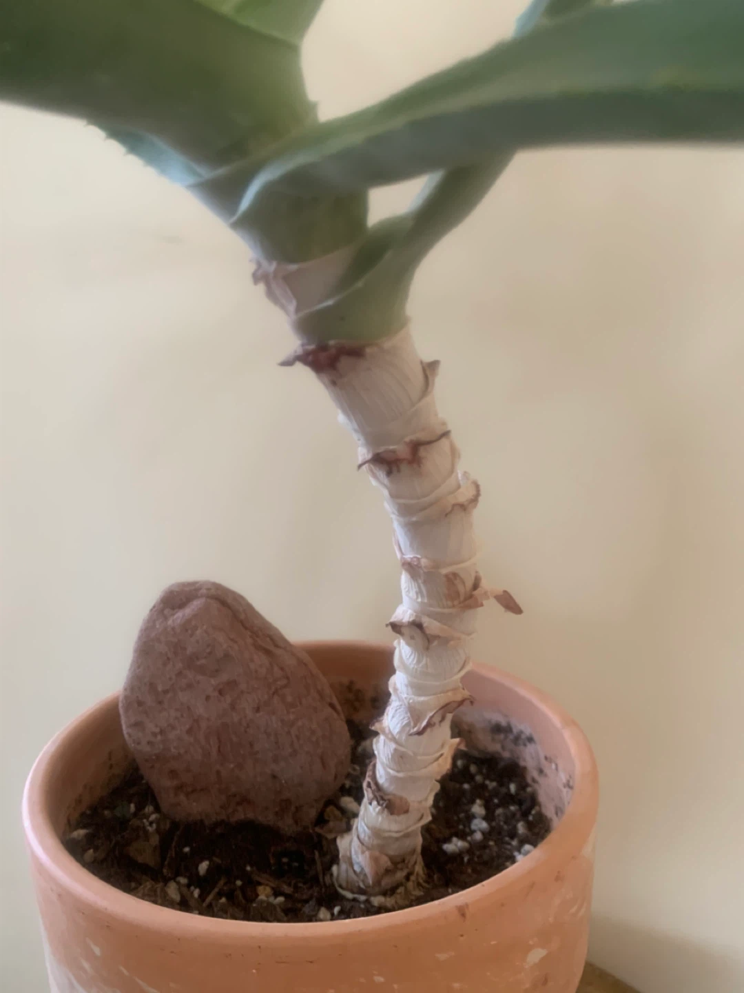 Striking Aloe Vera Plant in terra cotta pot - 15 years old - photo 2