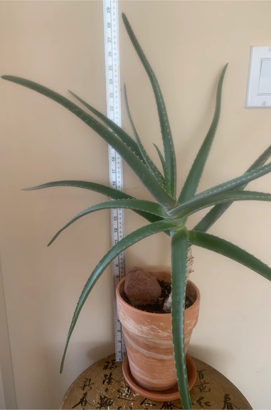 Striking Aloe Vera Plant in terra cotta pot - 15 years old - photo 4