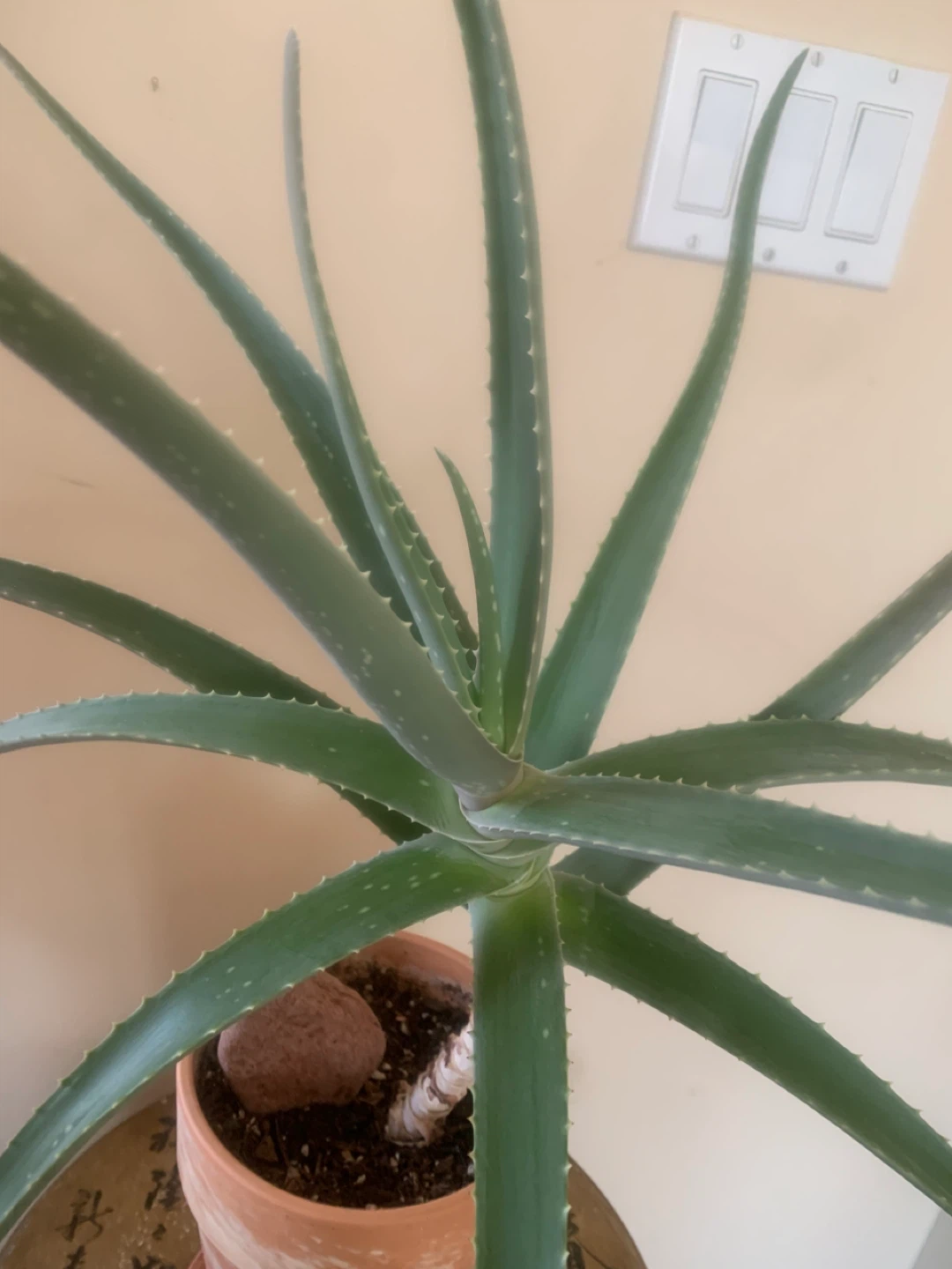 Striking Aloe Vera Plant in terra cotta pot - 15 years old - photo 3