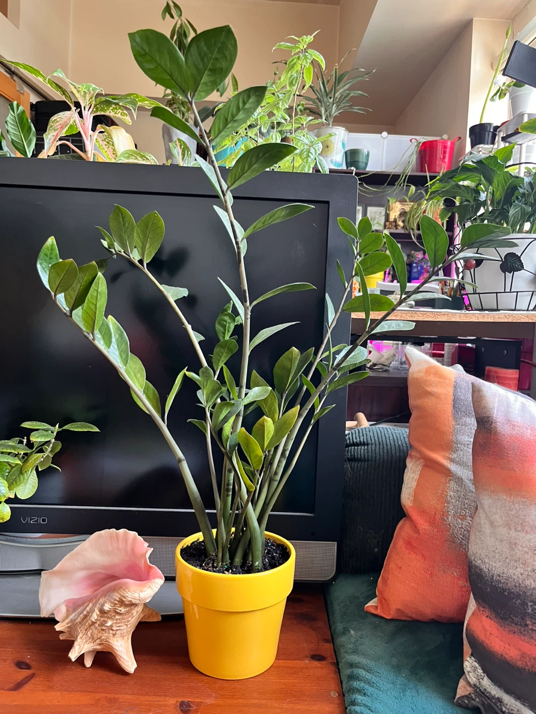ZZ Plant in Yellow ceramic Pot