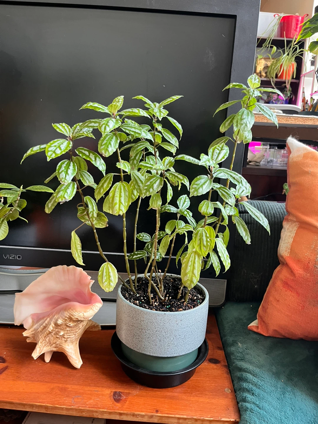 Pilea Cadierei (Aluminum Plant) in ceramic pot