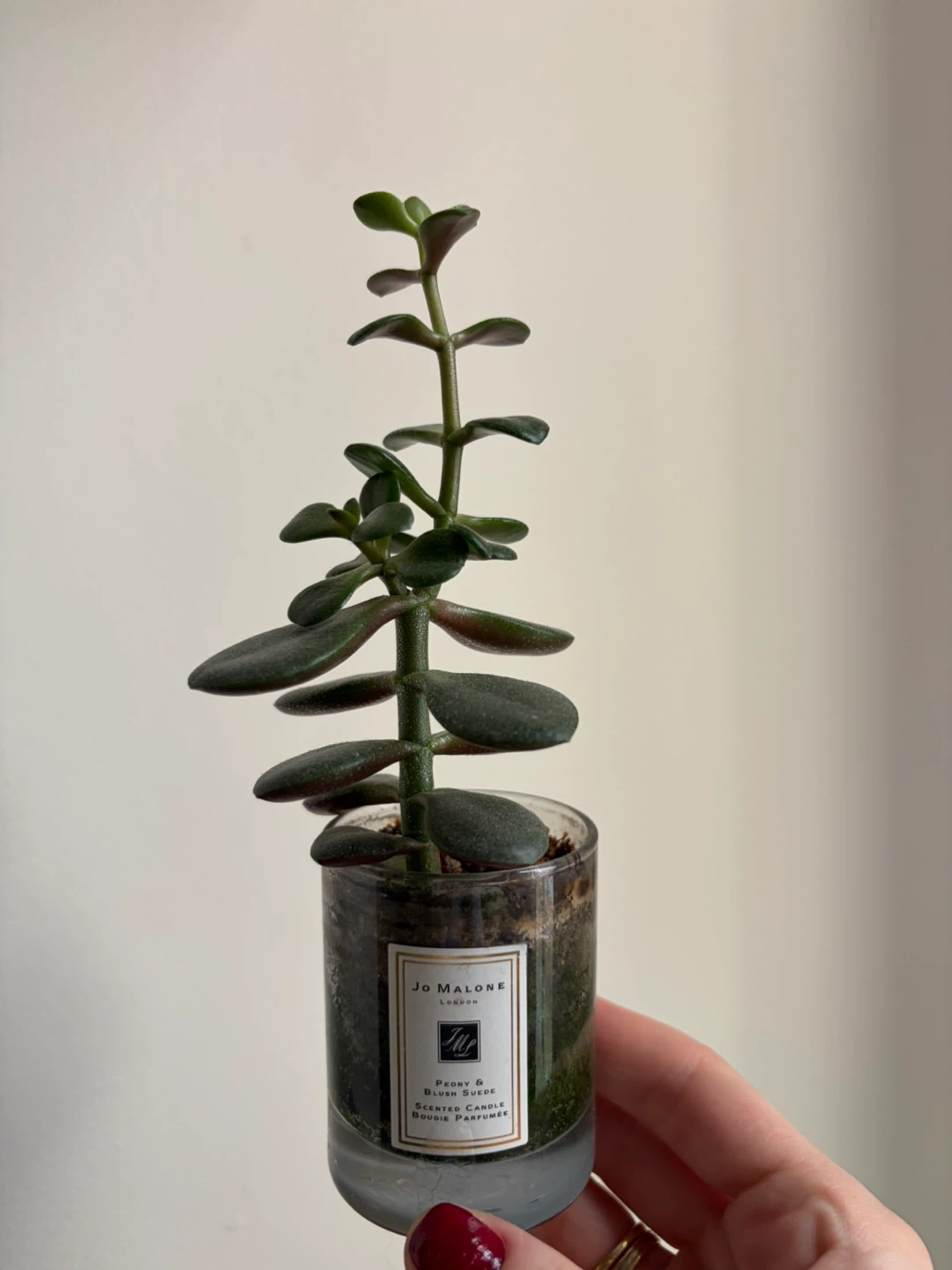 Baby jade plant